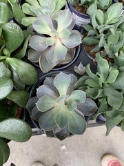 Echeveria gibbiflora × potosina