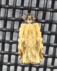 Agonopterix atrodorsella