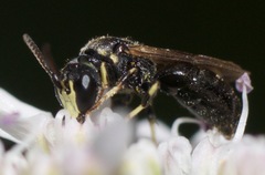 Hylaeus mesillae cressoni