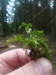 Eurhynchium angustirete