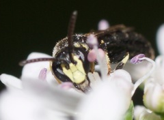 Hylaeus mesillae cressoni