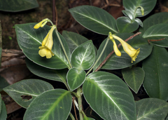 Codonoboea malayana