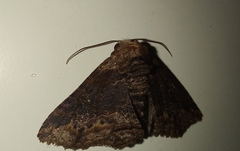 Pericyma mendax