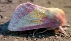 Hyparpax aurora