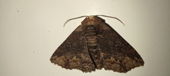 Pericyma mendax