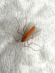 Monarthropalpus flavus