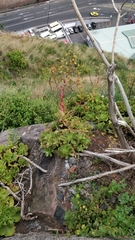 Aeonium glutinosum image