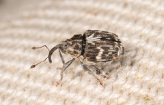 Microplontus campestris