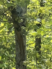 Sitta carolinensis