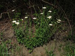 Leucanthemum sylvaticum