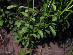 Leucanthemum sylvaticum