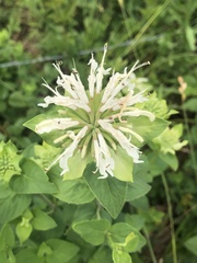 Monarda lindheimeri