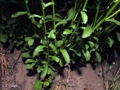 Leucanthemum sylvaticum
