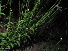 Leucanthemum sylvaticum