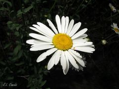 Leucanthemum sylvaticum