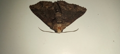 Pericyma mendax
