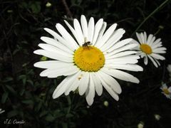 Leucanthemum sylvaticum