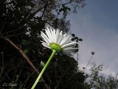 Leucanthemum sylvaticum