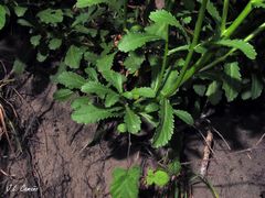 Leucanthemum sylvaticum