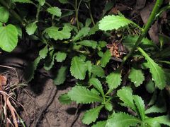 Leucanthemum sylvaticum