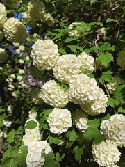 Viburnum macrocephalum