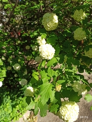 Viburnum macrocephalum