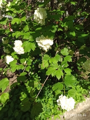 Viburnum macrocephalum