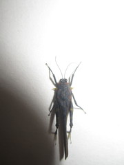 Scelimena guangxiensis