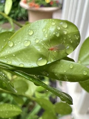 Monarthropalpus flavus