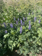 Lupinus angustifolius