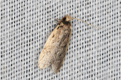 Hoplostega ochroma