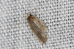 Hoplostega ochroma