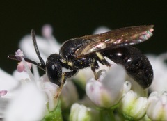 Hylaeus mesillae cressoni