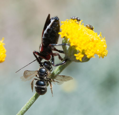 iNaturalist observation photo of Lasioglossum