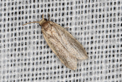 Hoplostega ochroma