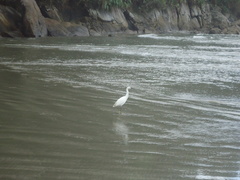Egretta thula