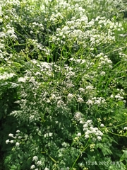 Anthriscus sylvestris