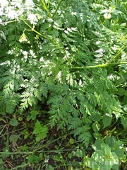 Anthriscus sylvestris