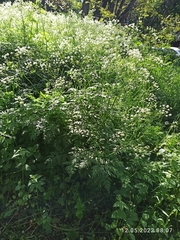 Anthriscus sylvestris