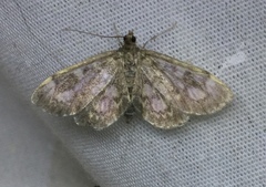 Anania tertialis