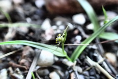 Wurmbea glassii