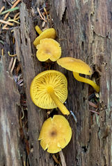 Chrysomphalina chrysophylla