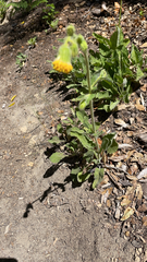 Arnica discoidea