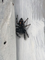 Phidippus audax