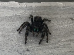 Phidippus audax