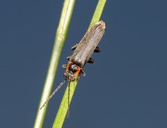 Cantharis pulicaria