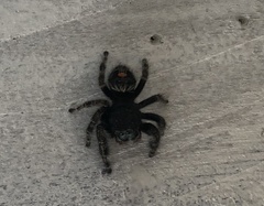 Phidippus audax
