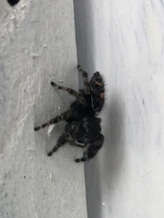 Phidippus audax
