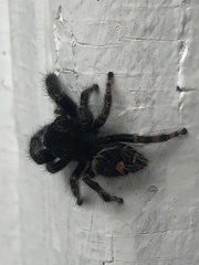 Phidippus audax