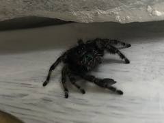 Phidippus audax